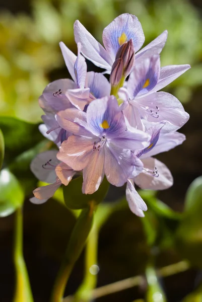Вода hyacinth — стокове фото