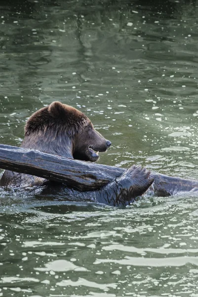 Hra medvěd — Stock fotografie