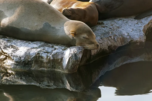 海狮 — 图库照片