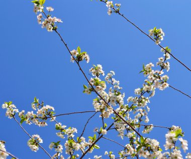 çiçek açan kiraz ağacı dalı