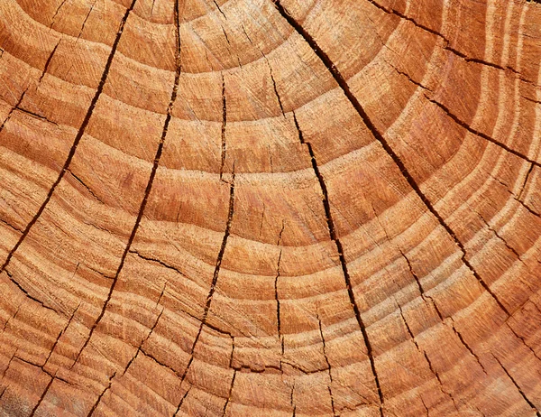 stock image Texture of tree stump