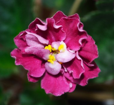 African Violet