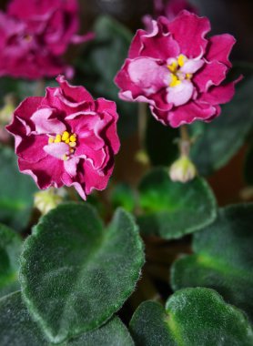 African Violet