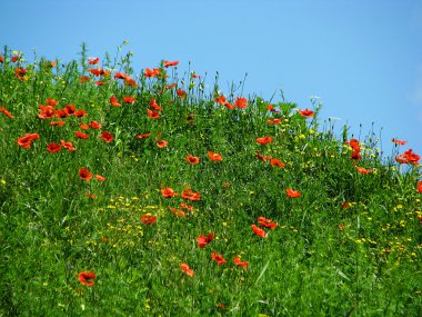 Poppy field clipart