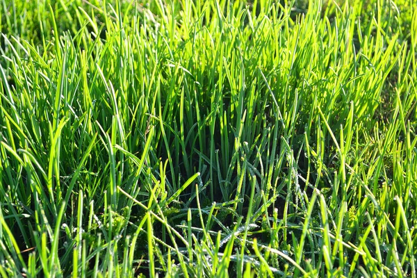 stock image Close up of grass