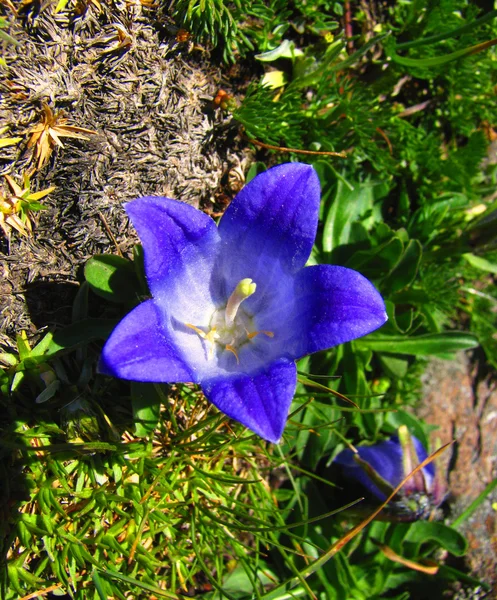 Horská bluebell květ — Stock fotografie