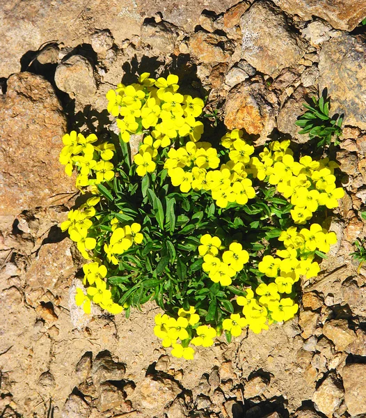 Flor de flores de montaña — Foto de Stock