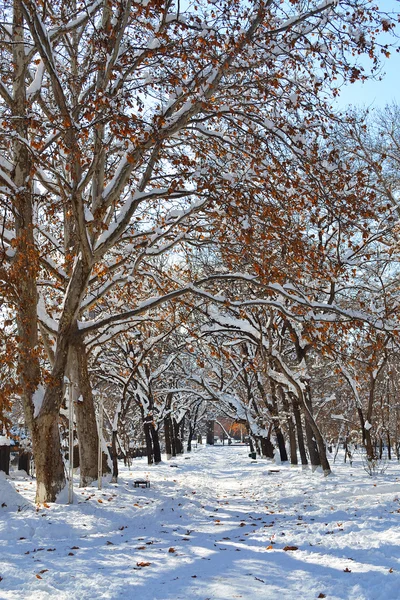 Park v zimě — Stock fotografie