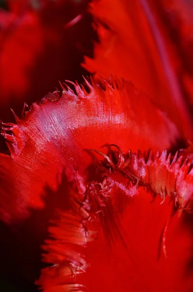 Κοντινό πλάνο κόκκινης τουλίπας — Φωτογραφία Αρχείου