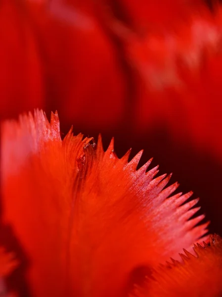 Κοντινό πλάνο κόκκινης τουλίπας — Φωτογραφία Αρχείου