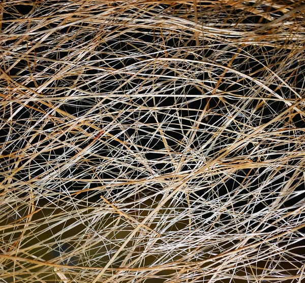 stock image Straw background