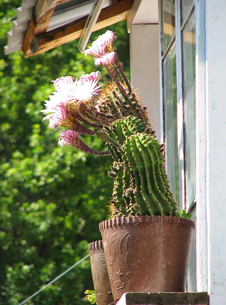 Kaktusů okně — Stock fotografie