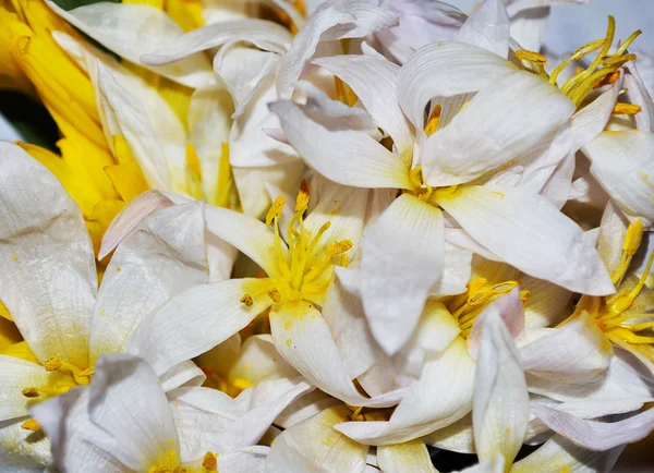 Weiße Blumen Hintergrund — Stockfoto