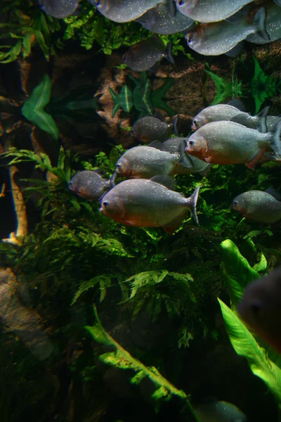 Fiskar i akvariet — Stockfoto
