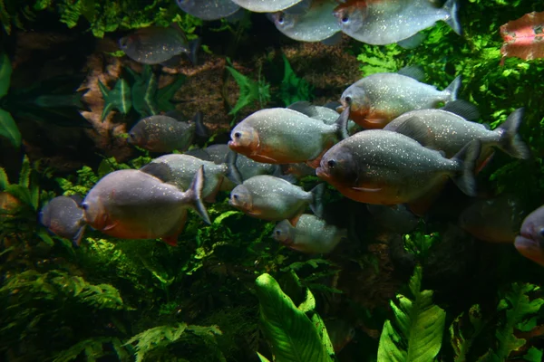 Ryby w akwarium — Zdjęcie stockowe
