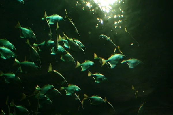 Fische im Aquarium — Stockfoto