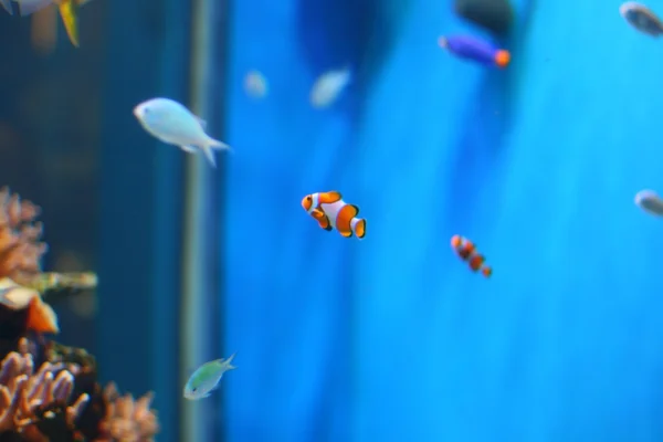 Fish in aquarium — Stock Photo, Image