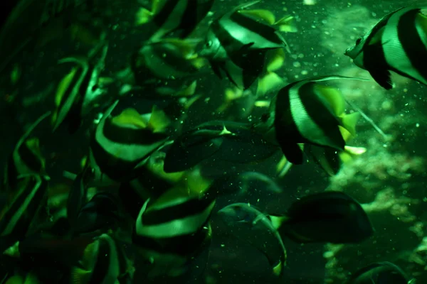Ryby v akváriu — Stock fotografie