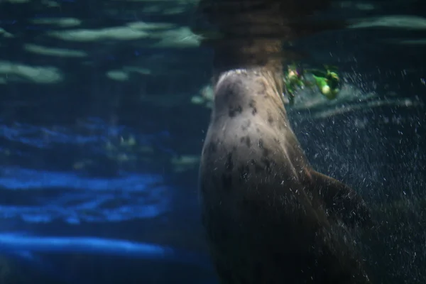 Seal underwater — Stock Photo, Image