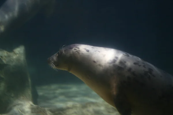 Тюлень под водой — стоковое фото