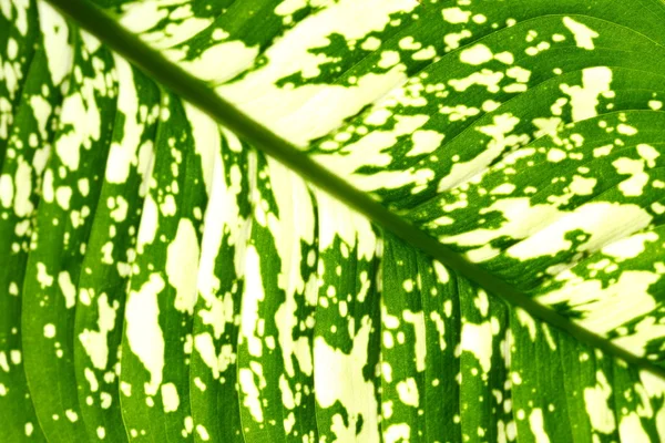 Grünes Blatt — Stockfoto
