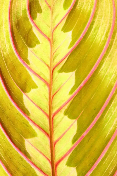 Красный лист — стоковое фото