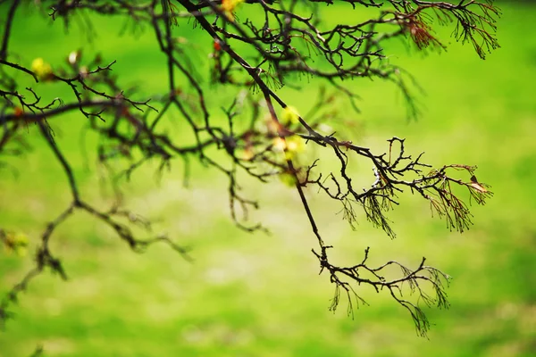 가지들 — 스톡 사진