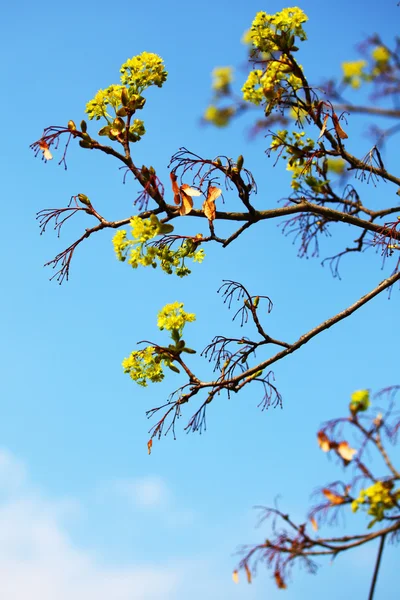 Branches — Stock Photo, Image