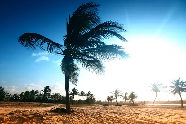 Пустынная пальма — стоковое фото