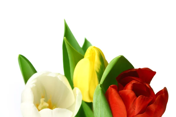 Барвисті тюльпани — стокове фото