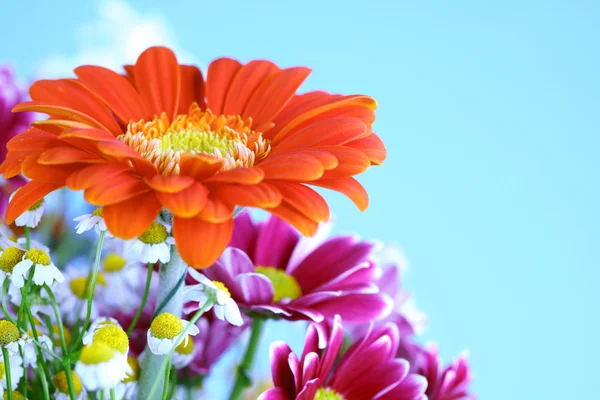 화려한 여름 꽃 — 스톡 사진