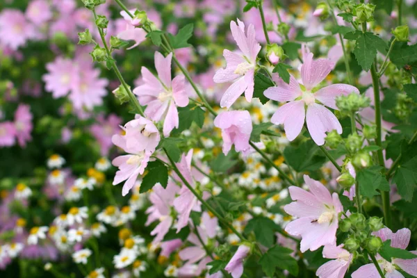 stock image Pink spring flowers