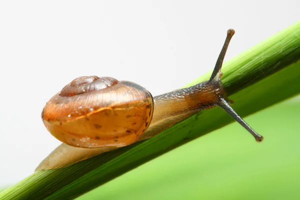 Muschel auf Gras — Stockfoto