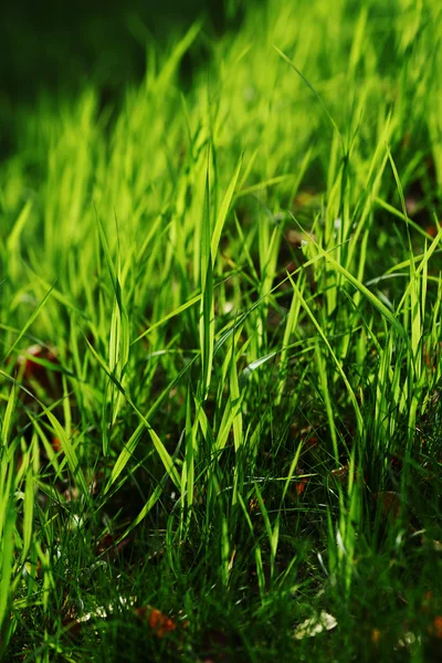 Groen gras — Stockfoto