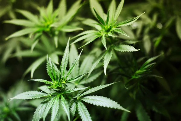 Contexto de cannabis — Fotografia de Stock