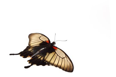 Papilio Lovii clipart