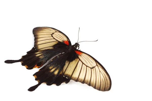Papilio Lovii — Stock fotografie
