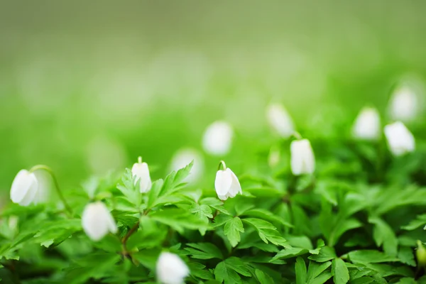 Witte lentebloemen — Stockfoto