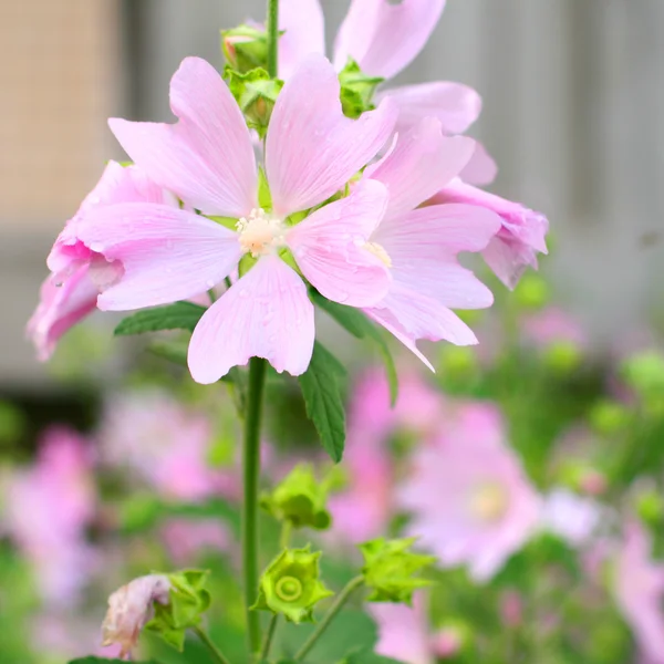 Весенние розовые цветы — стоковое фото