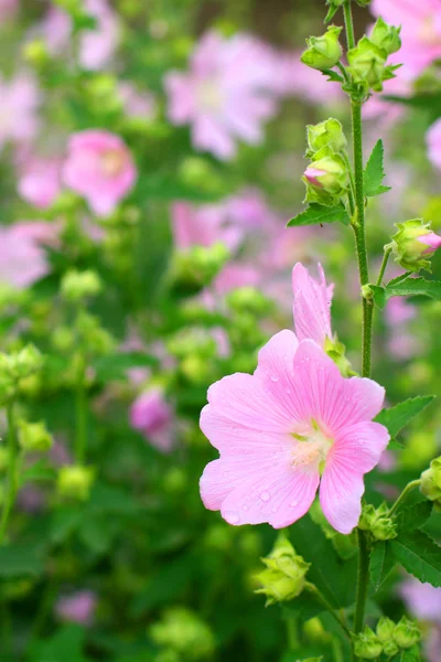 Flores rosadas de primavera — Foto de Stock