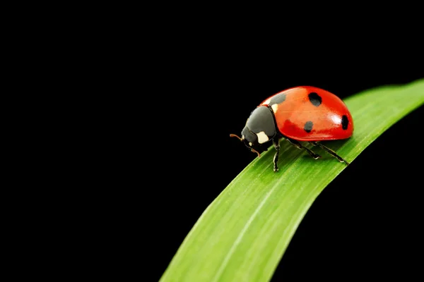 Joaninha isolada em preto — Fotografia de Stock