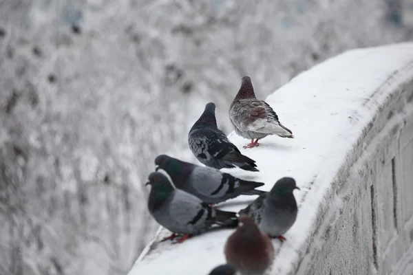 stock image Pigeon