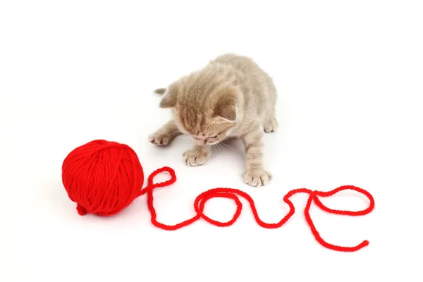 Macska szerelem — Stock Fotó