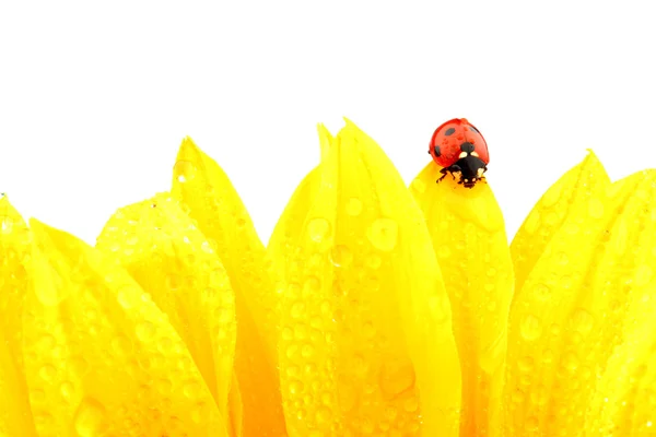 Mariquita en girasol — Foto de Stock