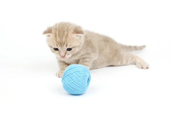 Gato e bola de lã azul — Fotografia de Stock