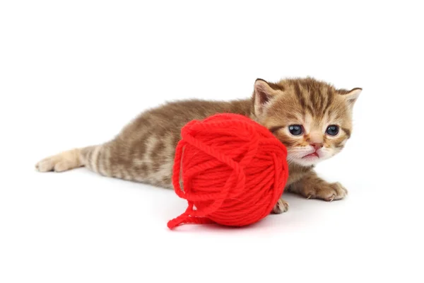 고양이 붉은 털 공 — 스톡 사진