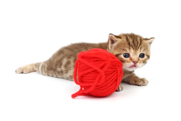 Cat and red wool ball — Stock Photo, Image