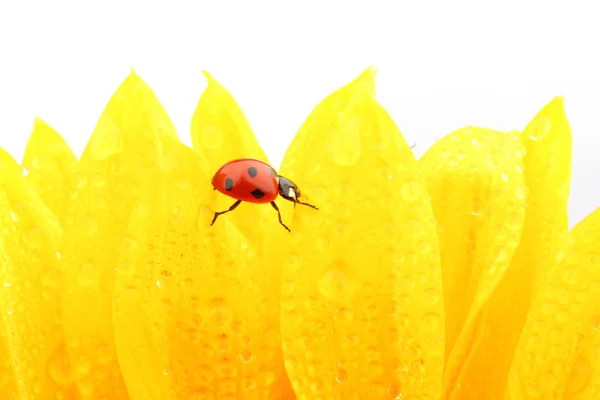 Ladybug on sunflower Royalty Free Stock Images