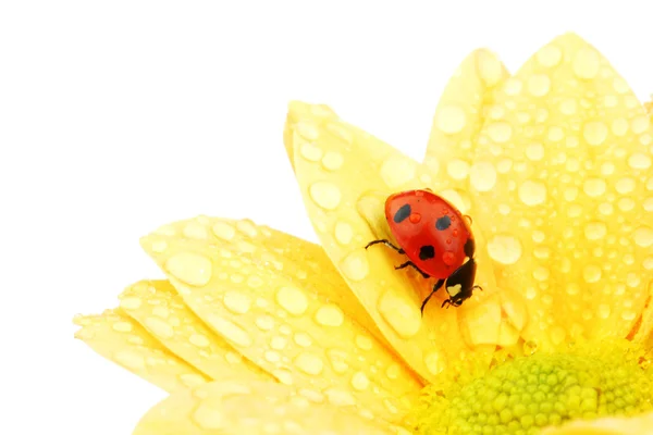 Ladybug on yellow flower Stock Image