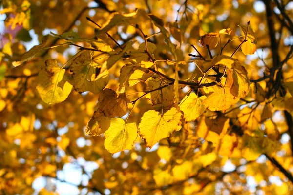 Gouden bladeren — Stockfoto
